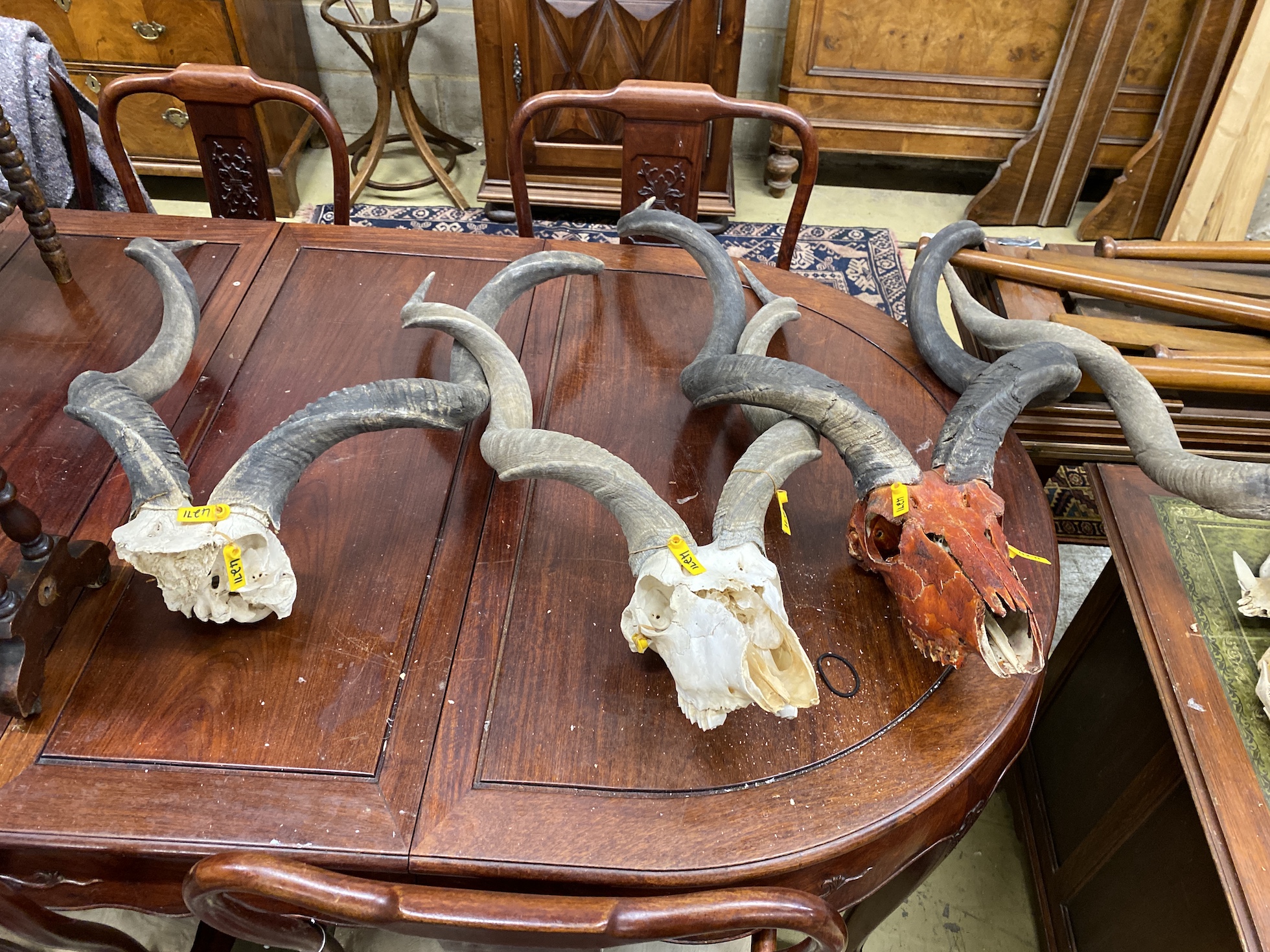 Approximately nineteen assorted taxidermy skulls